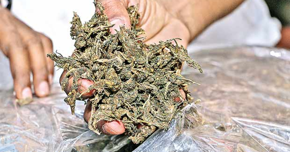 404 kg of dry ganja seized in Telengana's Bhadradri Kothagudem, 8 held